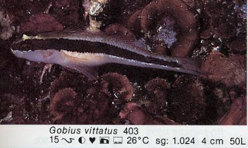 Gobius vittatus
